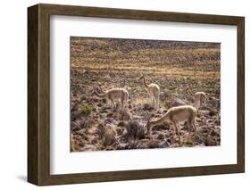 Vicuna (Vicugna Vicugna) Camelids Grazing on Desert Vegetation, Atamaca Desert, Chile-Kimberly Walker-Framed Photographic Print