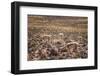 Vicuna (Vicugna Vicugna) Camelids Grazing on Desert Vegetation, Atamaca Desert, Chile-Kimberly Walker-Framed Photographic Print