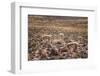 Vicuna (Vicugna Vicugna) Camelids Grazing on Desert Vegetation, Atamaca Desert, Chile-Kimberly Walker-Framed Photographic Print