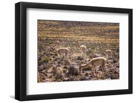 Vicuna (Vicugna Vicugna) Camelids Grazing on Desert Vegetation, Atamaca Desert, Chile-Kimberly Walker-Framed Premium Photographic Print