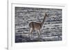 Vicuna (Vicugna vicugna)  Uyuni, Altiplano, Bolivia-Bernard Castelein-Framed Photographic Print