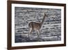 Vicuna (Vicugna vicugna)  Uyuni, Altiplano, Bolivia-Bernard Castelein-Framed Photographic Print