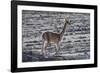 Vicuna (Vicugna vicugna)  Uyuni, Altiplano, Bolivia-Bernard Castelein-Framed Photographic Print