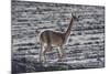 Vicuna (Vicugna vicugna)  Uyuni, Altiplano, Bolivia-Bernard Castelein-Mounted Photographic Print