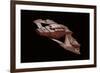 Vidiian Spacecraft Model with Open Wings-null-Framed Giclee Print