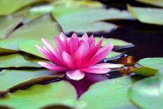 Yellow Water Lily with Green Leaves Swimming in a Pond-Viejo-Photographic Print