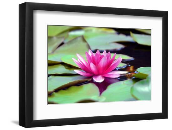 Premium Photographic Print, , large
