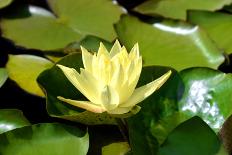 Water Lilies with Green Leaves in a Pond-Viejo-Photographic Print