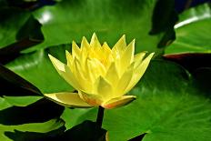 Yellow Water Lily with Green Leaves Swimming in a Pond-Viejo-Photographic Print