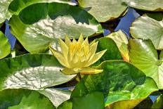 Yellow Water Lily with Green Leaves Swimming in a Pond-Viejo-Photographic Print