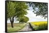 Vielbrunn, Hesse, Germany, Country Road Between Cherry Trees and Rape Fields-Bernd Wittelsbach-Framed Stretched Canvas