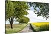 Vielbrunn, Hesse, Germany, Country Road Between Cherry Trees and Rape Fields-Bernd Wittelsbach-Stretched Canvas