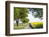 Vielbrunn, Hesse, Germany, Country Road Between Cherry Trees and Rape Fields-Bernd Wittelsbach-Framed Photographic Print