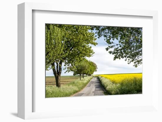 Vielbrunn, Hesse, Germany, Country Road Between Cherry Trees and Rape Fields-Bernd Wittelsbach-Framed Photographic Print