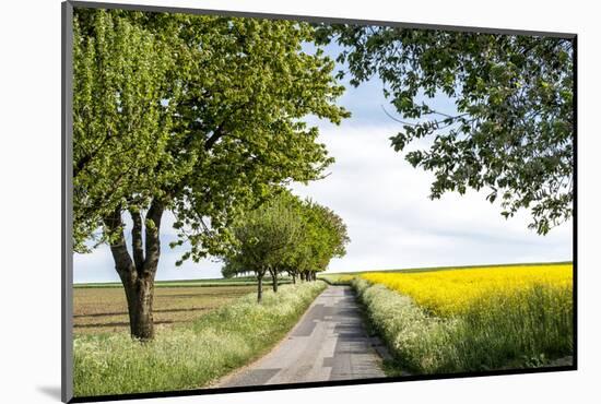 Vielbrunn, Hesse, Germany, Country Road Between Cherry Trees and Rape Fields-Bernd Wittelsbach-Mounted Photographic Print