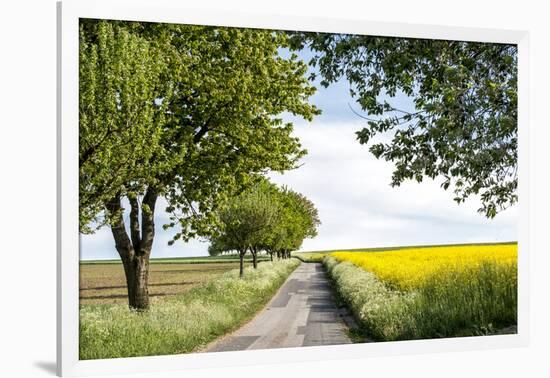 Vielbrunn, Hesse, Germany, Country Road Between Cherry Trees and Rape Fields-Bernd Wittelsbach-Framed Photographic Print