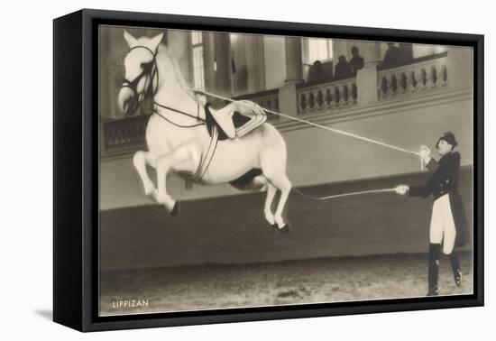 Vienna Lippizanner Jumping-null-Framed Stretched Canvas