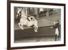 Vienna Lippizanner Jumping-null-Framed Art Print