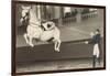 Vienna Lippizanner Jumping-null-Framed Premium Giclee Print