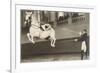 Vienna Lippizanner Jumping-null-Framed Premium Giclee Print