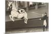 Vienna Lippizanner Jumping-null-Mounted Premium Giclee Print