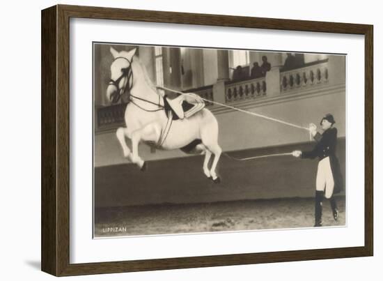 Vienna Lippizanner Jumping-null-Framed Art Print