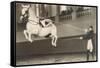 Vienna Lippizanner Jumping-null-Framed Stretched Canvas