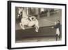 Vienna Lippizanner Jumping-null-Framed Art Print