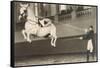 Vienna Lippizanner Jumping-null-Framed Stretched Canvas