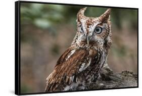 Vienna, Virginia. Eastern Screech Owl with steel grey eyes stands on a tree stump-Jolly Sienda-Framed Stretched Canvas