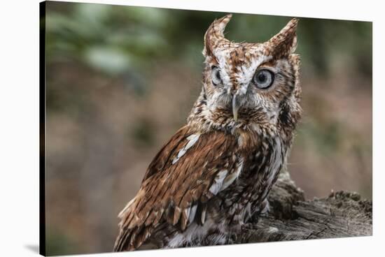 Vienna, Virginia. Eastern Screech Owl with steel grey eyes stands on a tree stump-Jolly Sienda-Stretched Canvas