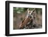 Vienna, Virginia. Eastern Screech Owl with steel grey eyes stands on a tree stump-Jolly Sienda-Framed Photographic Print