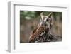 Vienna, Virginia. Eastern Screech Owl with steel grey eyes stands on a tree stump-Jolly Sienda-Framed Photographic Print