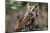 Vienna, Virginia. Eastern Screech Owl with steel grey eyes stands on a tree stump-Jolly Sienda-Mounted Photographic Print