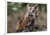 Vienna, Virginia. Eastern Screech Owl with steel grey eyes stands on a tree stump-Jolly Sienda-Framed Photographic Print