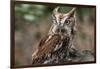 Vienna, Virginia. Eastern Screech Owl with steel grey eyes stands on a tree stump-Jolly Sienda-Framed Photographic Print