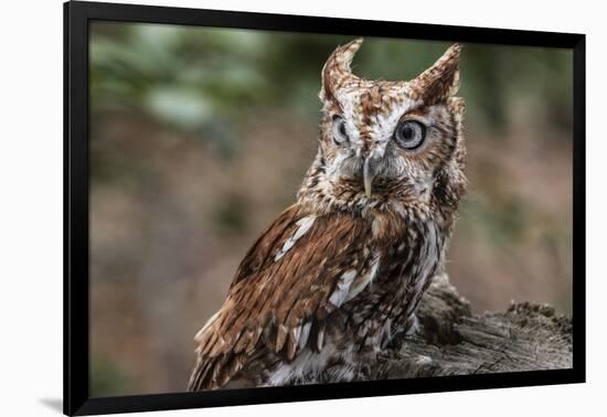 Vienna, Virginia. Eastern Screech Owl with steel grey eyes stands on a tree stump-Jolly Sienda-Framed Photographic Print