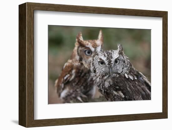 Vienna, Virginia. Pair of Eastern Screech Owls-Jolly Sienda-Framed Photographic Print
