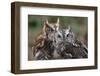 Vienna, Virginia. Pair of Eastern Screech Owls-Jolly Sienda-Framed Photographic Print