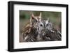 Vienna, Virginia. Pair of Eastern Screech Owls-Jolly Sienda-Framed Photographic Print