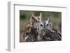 Vienna, Virginia. Pair of Eastern Screech Owls-Jolly Sienda-Framed Photographic Print