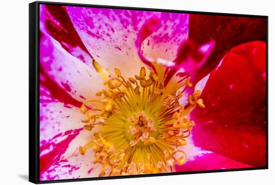 Vienna, Virginia, Yellow, magenta, red, and white petals of a wild rose-Jolly Sienda-Framed Stretched Canvas