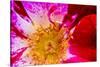 Vienna, Virginia, Yellow, magenta, red, and white petals of a wild rose-Jolly Sienda-Stretched Canvas