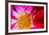 Vienna, Virginia, Yellow, magenta, red, and white petals of a wild rose-Jolly Sienda-Framed Photographic Print