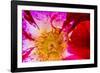 Vienna, Virginia, Yellow, magenta, red, and white petals of a wild rose-Jolly Sienda-Framed Photographic Print