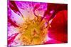 Vienna, Virginia, Yellow, magenta, red, and white petals of a wild rose-Jolly Sienda-Mounted Photographic Print