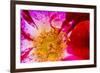 Vienna, Virginia, Yellow, magenta, red, and white petals of a wild rose-Jolly Sienda-Framed Photographic Print