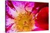 Vienna, Virginia, Yellow, magenta, red, and white petals of a wild rose-Jolly Sienda-Stretched Canvas