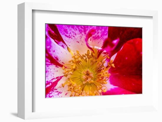 Vienna, Virginia, Yellow, magenta, red, and white petals of a wild rose-Jolly Sienda-Framed Photographic Print