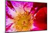 Vienna, Virginia, Yellow, magenta, red, and white petals of a wild rose-Jolly Sienda-Mounted Photographic Print